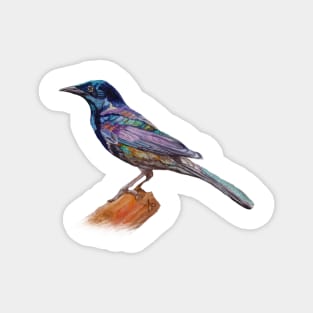 Dressed In Lights Common Grackle Magnet