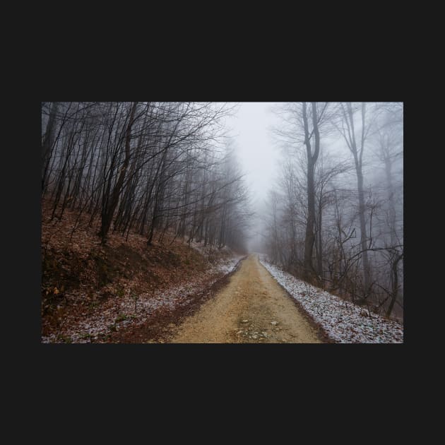 Foggy road in the forest by naturalis