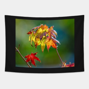 Autumn Colour Tapestry