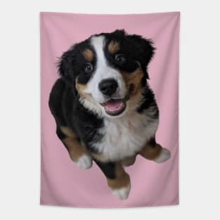 Bernese Mountain Dog Puppy with Pink Background Tapestry