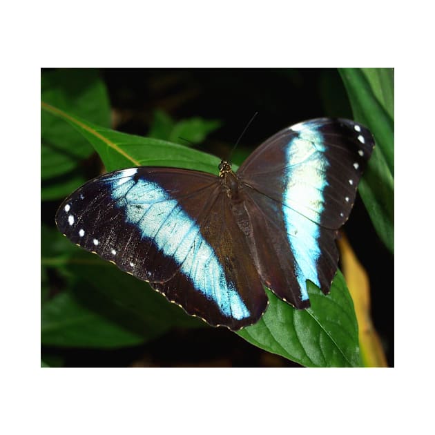 Blue Striped Butterfly by Scubagirlamy