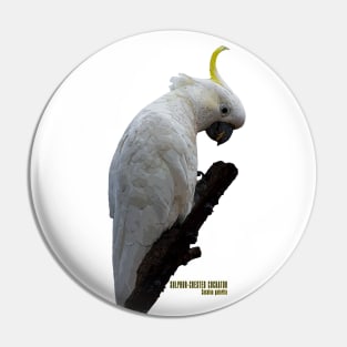 Sulphur-crested Cockatoo_01C Pin