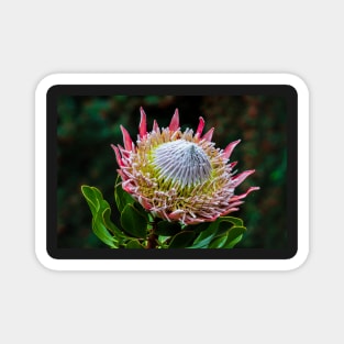 King Protea in Flower Magnet