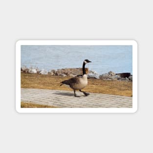 Canada Goose Walking On The Sidewalk Magnet