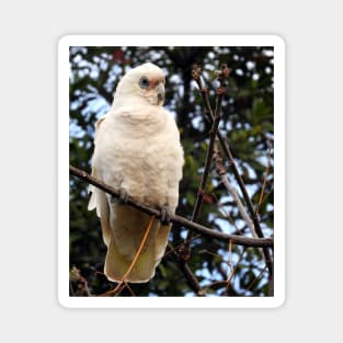 Little Corella Magnet