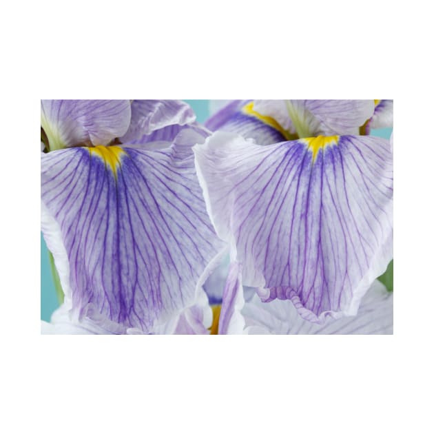 Iris ensata  'Oriental Bouquet'  Japanese water Iris  Japanese flag by chrisburrows