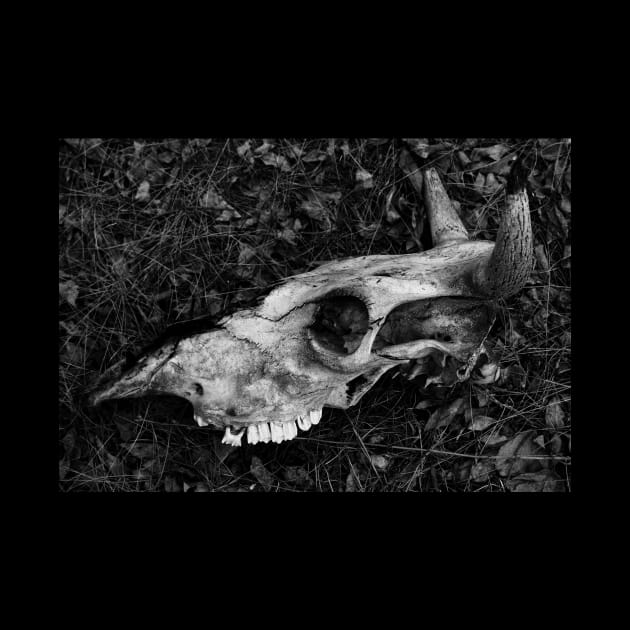 Dead cow bnw skull by deadblackpony