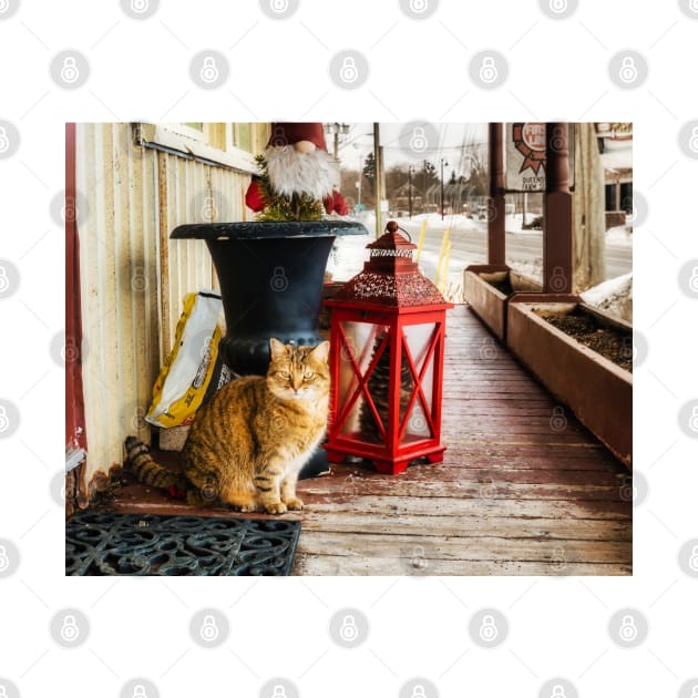 Country Store Cat 3 by Robert Alsop