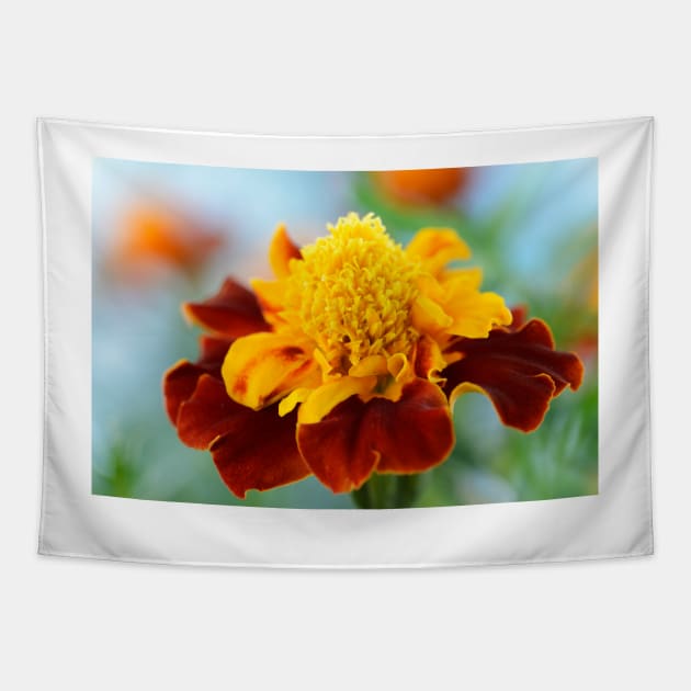 Tagetes patula  &#39;Mowgli Bicolour&#39;  Dwarf French marigold Tapestry by chrisburrows