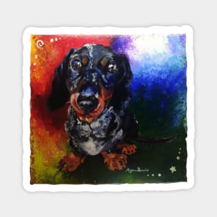 All the colours of a dachshund Magnet