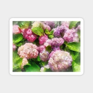 Pink and Lavender Hydrangea Magnet