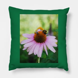 Echinacea Purpurea with Bees Pillow