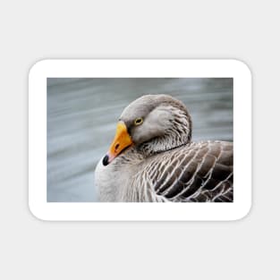 Greylag Goose Magnet