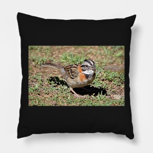 Rufous-collared Sparrow Pillow