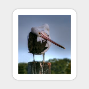 Bashful Pelican Magnet