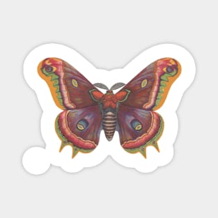 Plain Ole Luna Moth Magnet