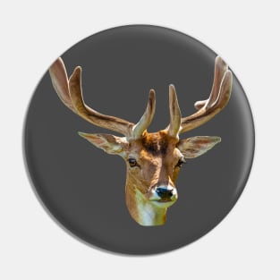 Fallow Buck in Velvet Pin