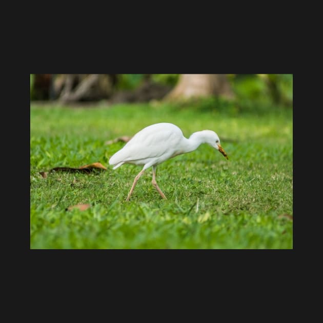 Cattle Egret 2 by KensLensDesigns