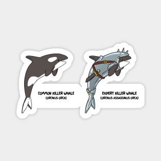 Evolution of the Killer Whale | Games & Upgrades Magnet