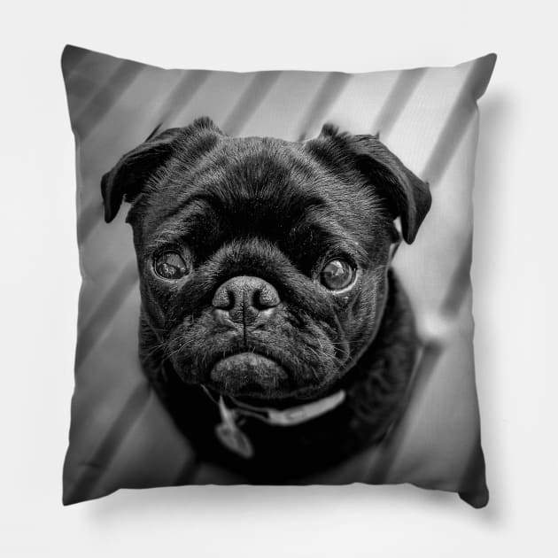 Little Black Pug Dog Pillow by silentrob668