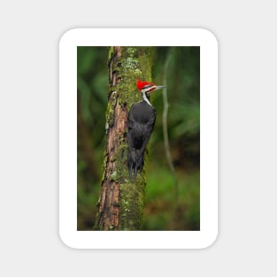 Pileated Woodpecker Magnet