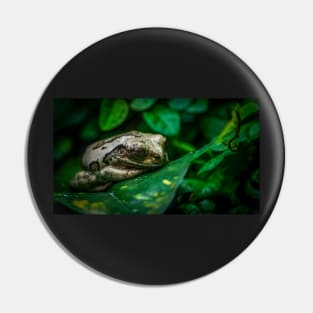 Frog Pin