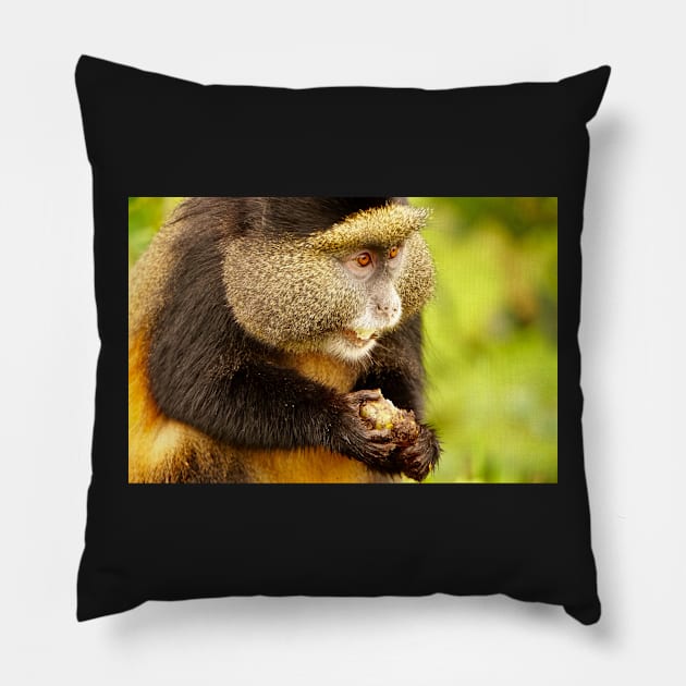 Golden Monkey at Ruwanda Pillow by Sturmlechner