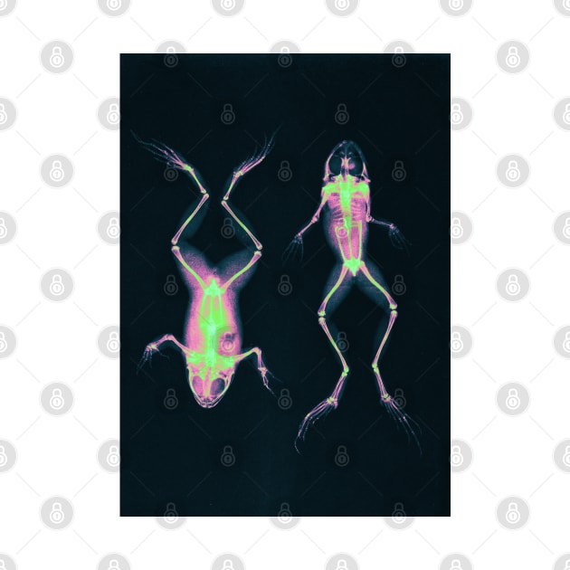 Magic Frog X Rays by Trippycollage