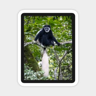 Black and White Colobus Monkey, Arusha National Park Tanzania Magnet