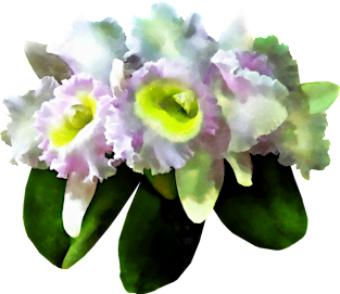 Orchids - BLC Mary Ellen Underwood Krull-Smith Magnet