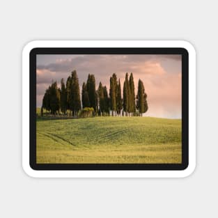 Group of cypress trees in Tuscan landscape Magnet