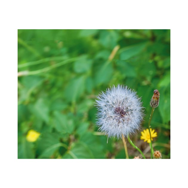 summer picture - dandelion fluff - blowball by Hujer