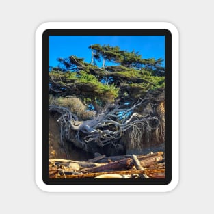 Kalaloch Tree of Life 2 Magnet