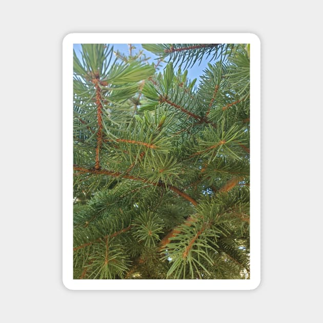 Pine Needles Magnet by Kyarwon