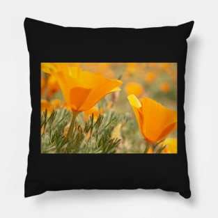 California Poppies Pillow