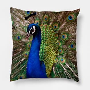 Peacock on Display Pillow