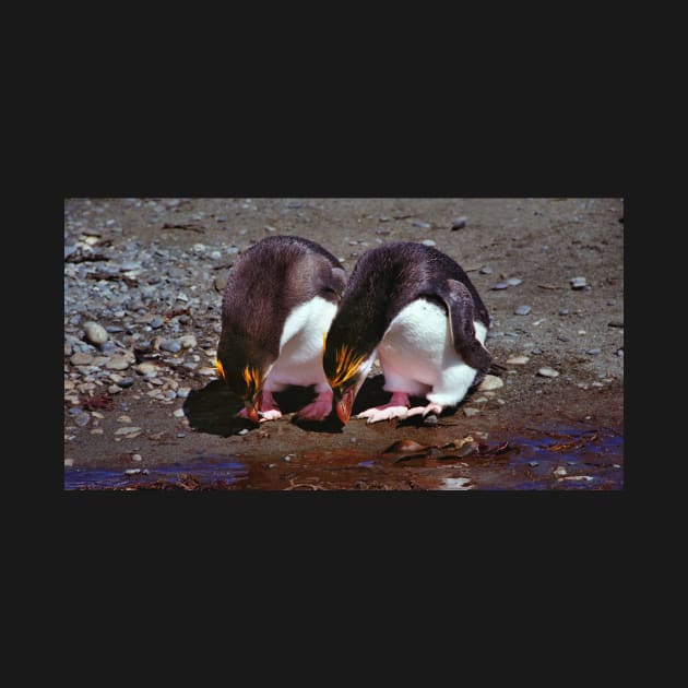 Royal Penguins Collecting Pebbles For Their Nest by Carole-Anne