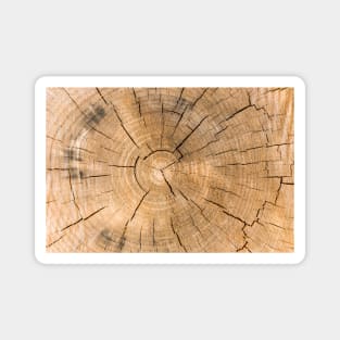 Wooden Tree Circle Texture - Alternative II Magnet