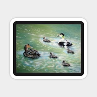 Eiders in family Magnet