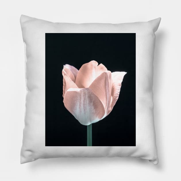 Tulip In Profile 4 Pillow by Robert Alsop