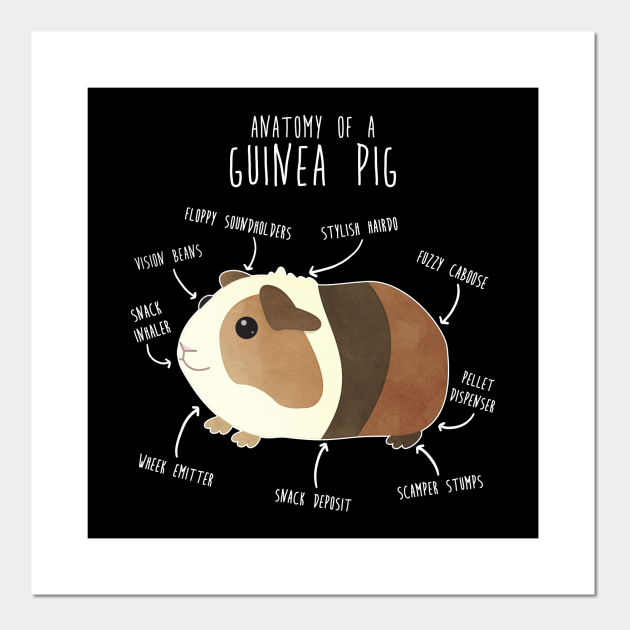 Anatomy of a Guinea Pig - Guinea Pig - Posters and Art Prints | TeePublic