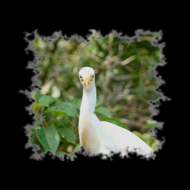 Cattle Egret by Nicole Gath Photography