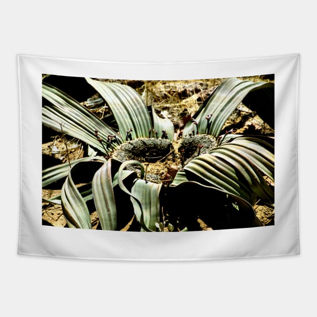 Welwitschia Plant Tapestry by Carole-Anne