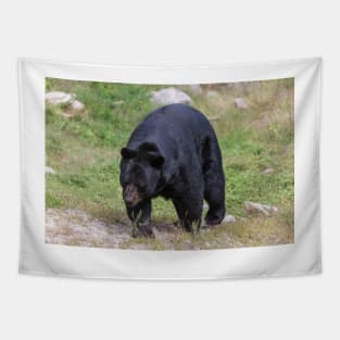 A large Black Bear Tapestry