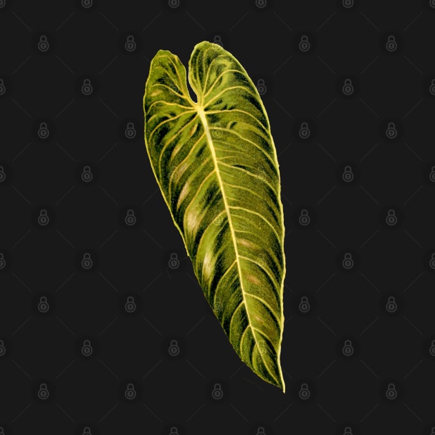 Philodendron melanochrysum leaf botanical illustration by chimakingthings