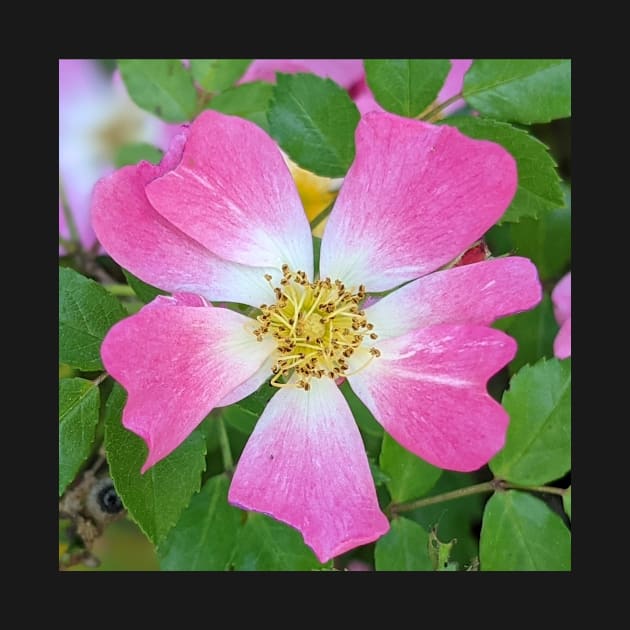 Pink and White Flowers Photographic Image by AustaArt