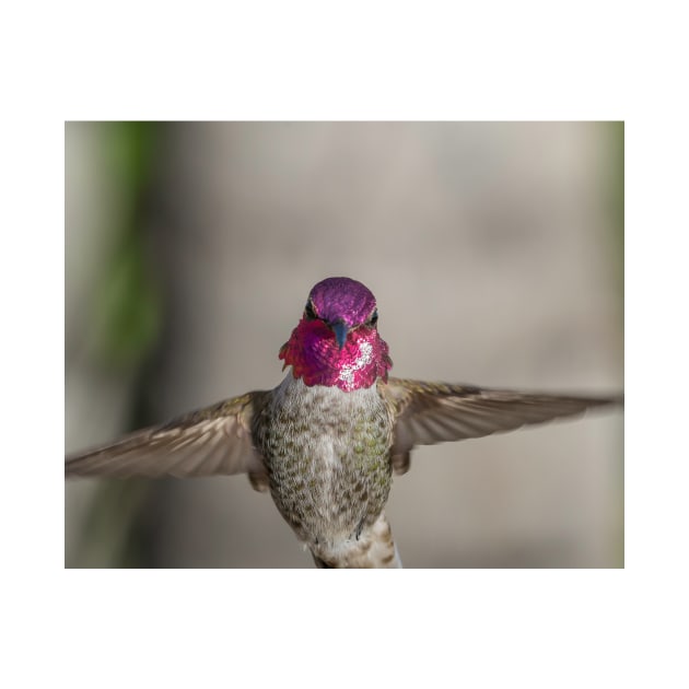 Anna's Hummingbird by MCHerdering