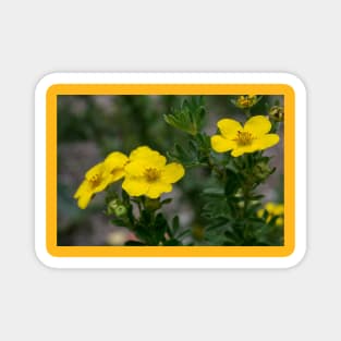 Buttercups Magnet