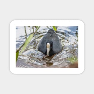 Hawaiian coot in Honolulu 2 Magnet