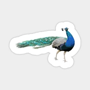 Peacock Digital Painting Magnet